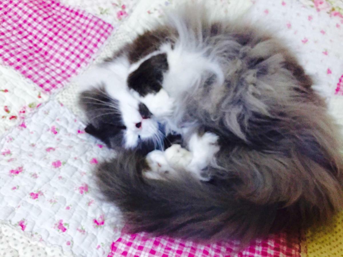 Mt Fuji Cat&Dog&Spa Pension Blue Poppy Фудзикавагутико Экстерьер фото